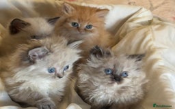 Mixed Breed cats for sale: Ragdoll X Persian kittens  - Image 2