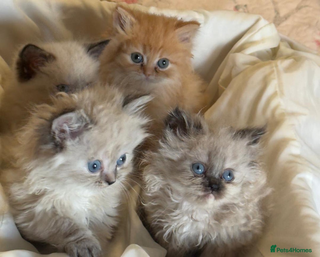 Mixed Breed cats for sale: Ragdoll X Persian kittens  - Image 2