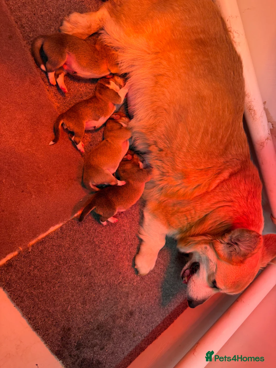 Welsh Corgi Pembroke dogs for sale: Beautiful KC Corgi Pups  - Advert 2