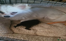 Mixed Breed dogs for sale: Pomeranian Puppy  - Image 3