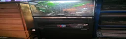 Frog reptiles for sale: Frogs and toads for sale in set ups in Andover - Advert 6