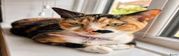Mixed Breed cats for sale: Beautiful male kittens  - Advert 4