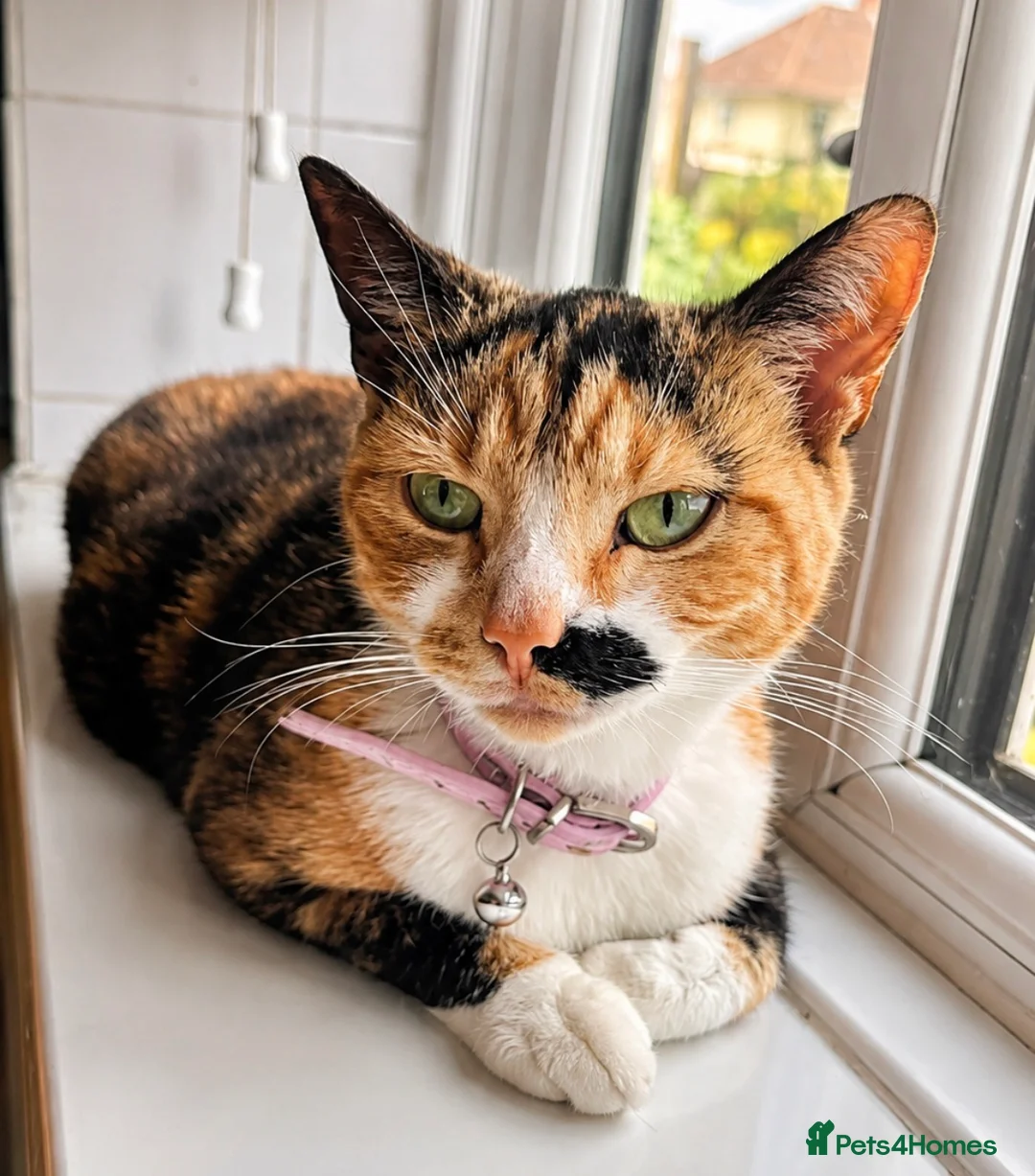 Mixed Breed cats for sale: Beautiful male kittens  - Advert 4