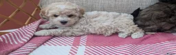 Shihpoo dogs for sale: ⭐ Toy Shihpoo Puppies ⭐ - Advert 8