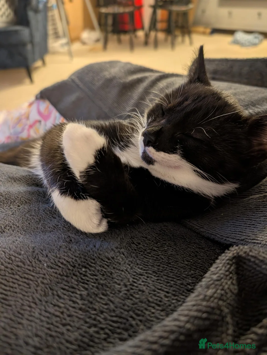 Domestic Shorthair cats for sale: Meet Bruce in Liskeard - Advert 2