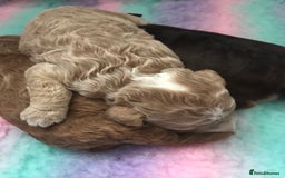 Cockapoo dogs for sale: 4 Beautiful female cockerpoos  - Image 11