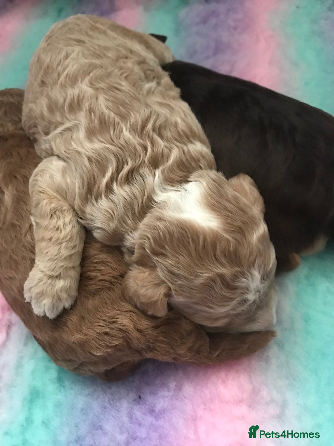 Cockapoo dogs for sale: 4 Beautiful female cockerpoos  - Image 11
