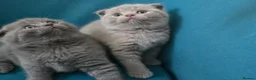 Scottish Fold cats for sale: 3 lovely Scotish Fold kittens  - Advert 8