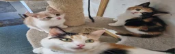 RagaMuffin cats for sale: Gorgeous RagamuffinX 😍  - Advert 4