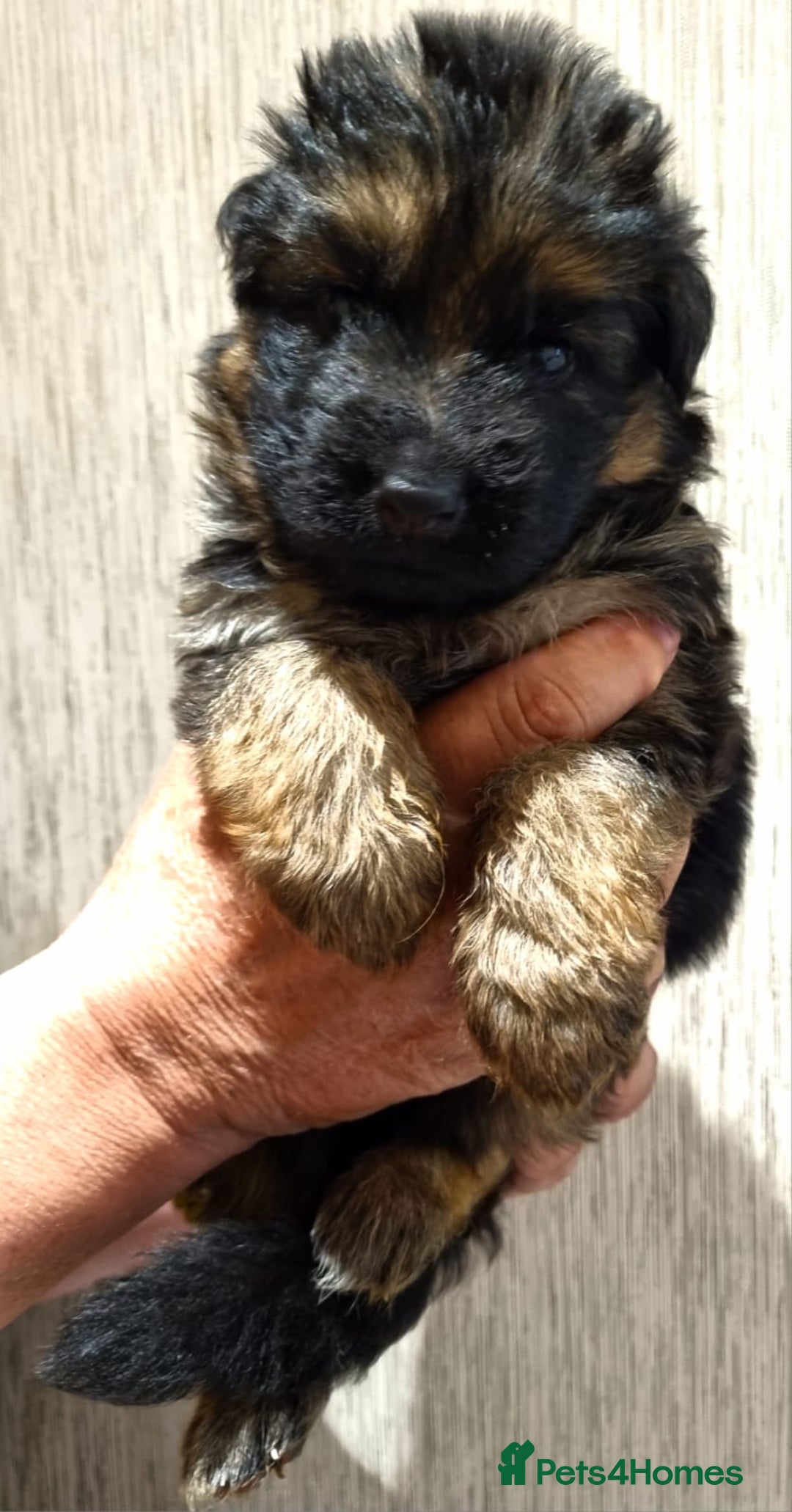 German Shepherd dogs for sale: Superb litter from up coming Top German Male  - Image 6