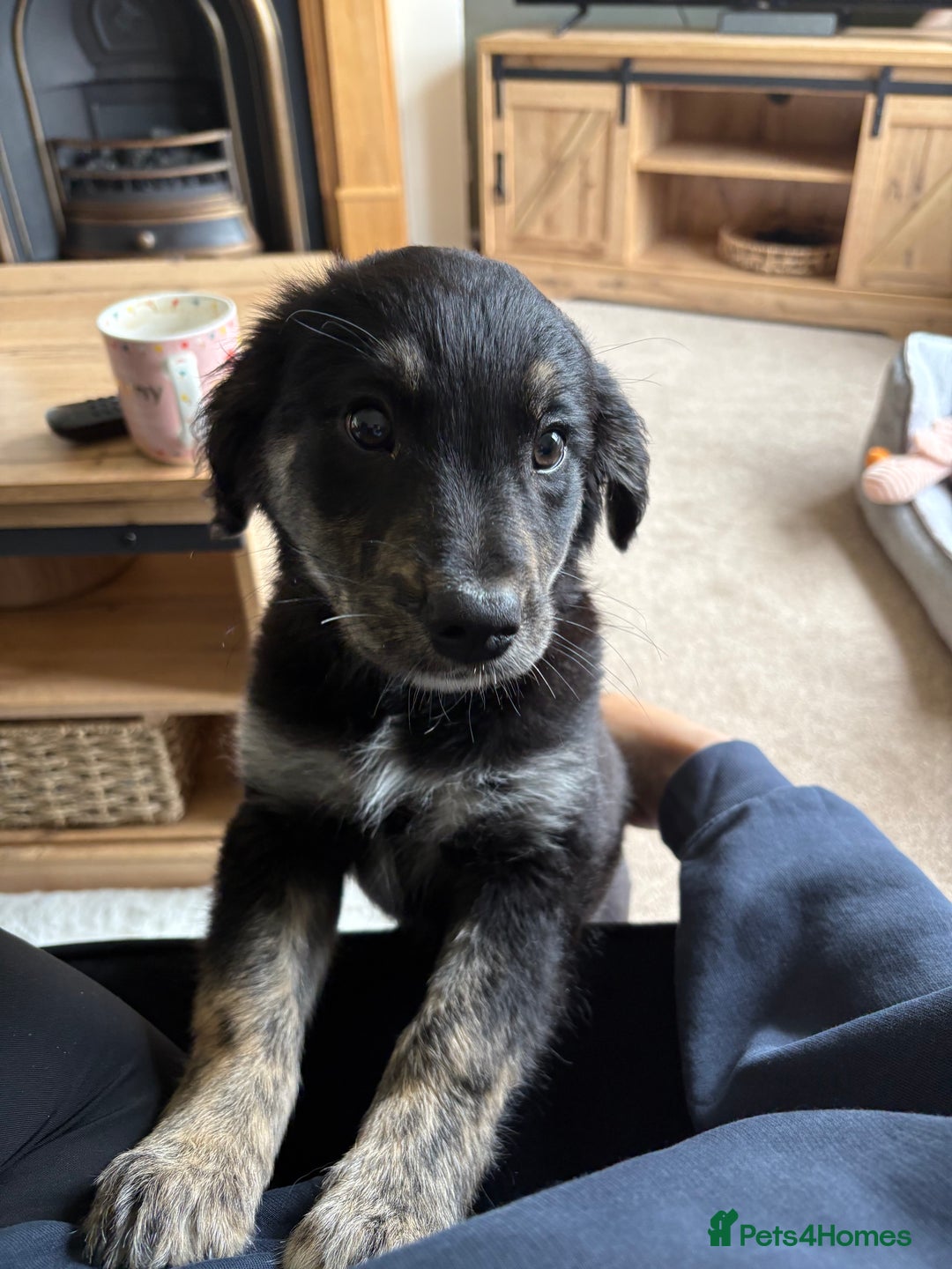 Mixed Breed dogs for sale: Maisy - Image 4