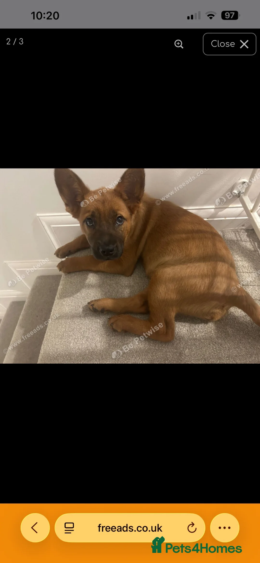 Mixed Breed dogs for sale: Co co  - Advert 2