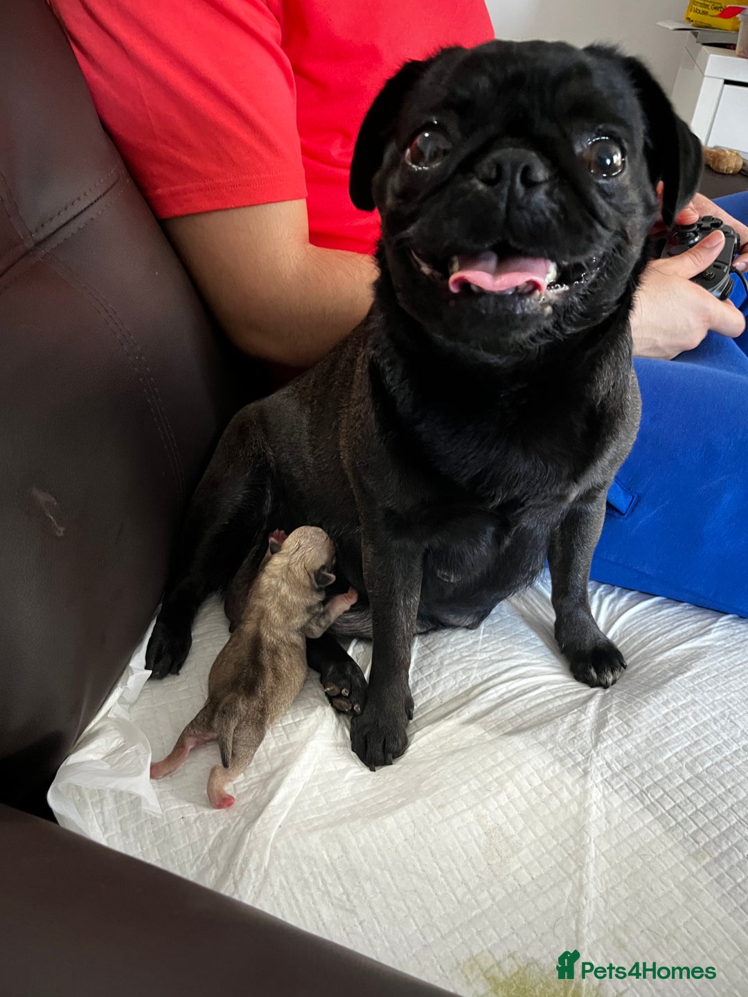 Pug dogs for sale: 2 male pup puppies  - Image 7
