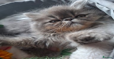 Persian cats - Advert 1