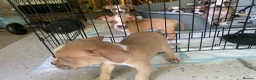Mixed Breed dogs for sale: Family Raised Bulldog x Boxer Puppies Ready :))) in Bideford - Advert 10