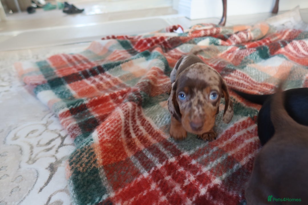 Dachshund dogs for sale: Dachshund puppy’s  - Advert 14