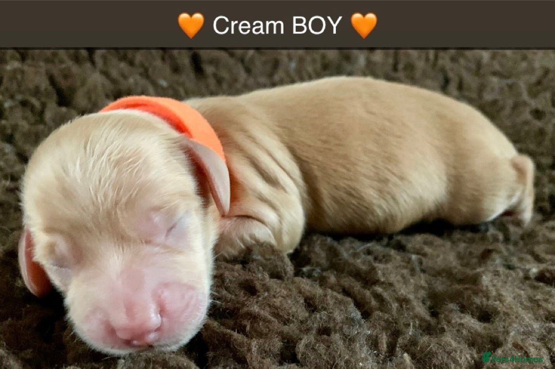 Miniature Dachshund dogs for sale: ⭐️CREAM LONG HAIRED KC/PRA CLR MINI DACHSHUNDS⭐️ - Image 9