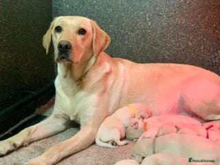 Labrador Retriever dogs KC registered yellow Labrador puppies - Advert 12