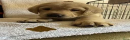 Labrador Retriever dogs for sale: Beautiful litter of Pedigree Yellow Labrador   - Advert 10