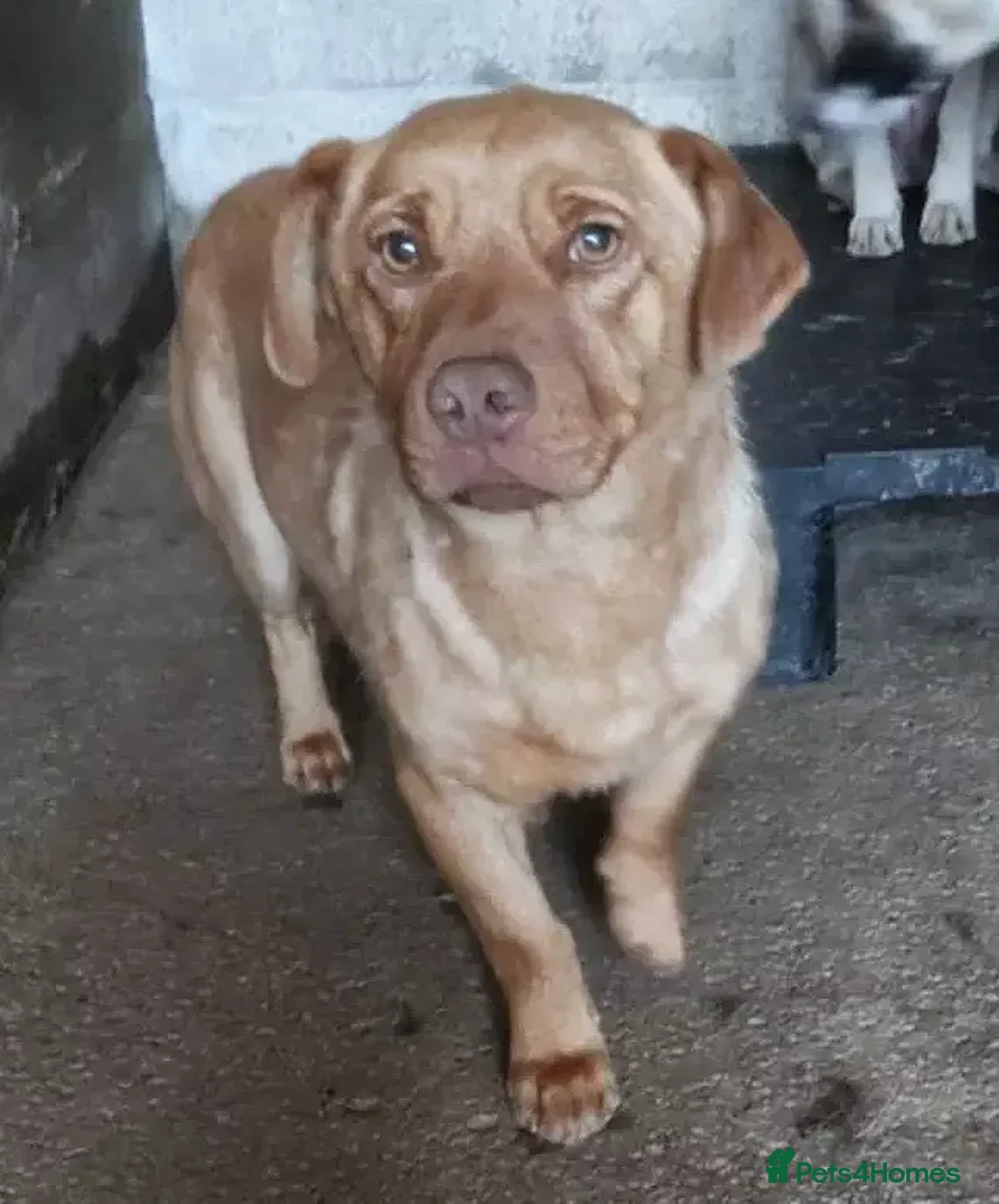 Mixed Breed dogs for adoption: 🐾 Mokka – a little boy with a gentle soul 🐾 - Image 5