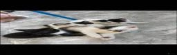 Domestic Shorthair cats for sale: 4 KITTENS AVAILABLE in Dukinfield - Advert 13
