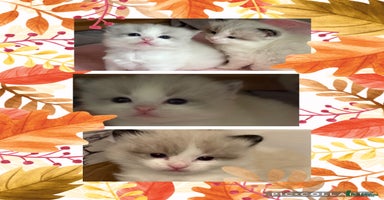 Ragdoll cats - Advert 10