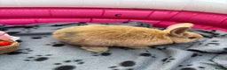 Mini Lop rabbits for sale: 🐰 Beautiful Mini Lop Baby Bunnies –Ready to go 🐰 - Advert 7