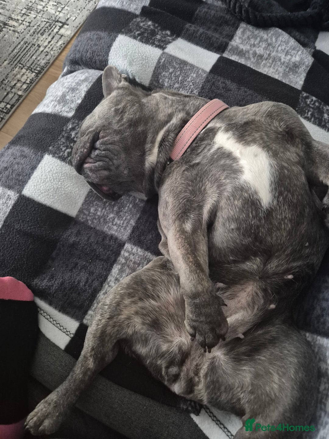 French Bulldog dogs for sale: Female frenchie (18 months old ) - Image 6