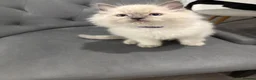Ragdoll cats for sale: Blue mitted, large-sized line Ragdolls for sale in Gloucester - Advert 10