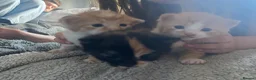 Mixed Breed cats for sale: 4 Beautiful fluffy kittens  - Advert 2