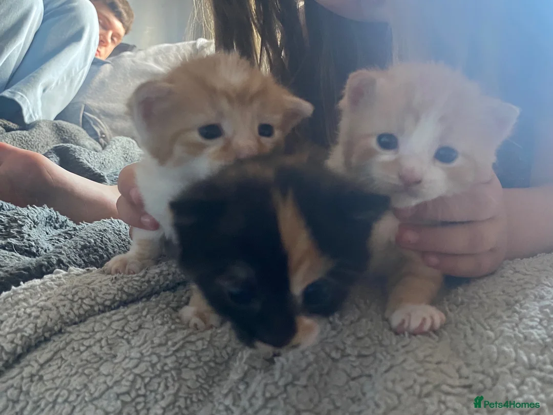 Mixed Breed cats for sale: 4 Beautiful fluffy kittens  - Advert 2