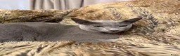 Russian Blue cats for sale: Bonded Pair of 1-Year-Old Male Russian Blue Cats - Advert 11