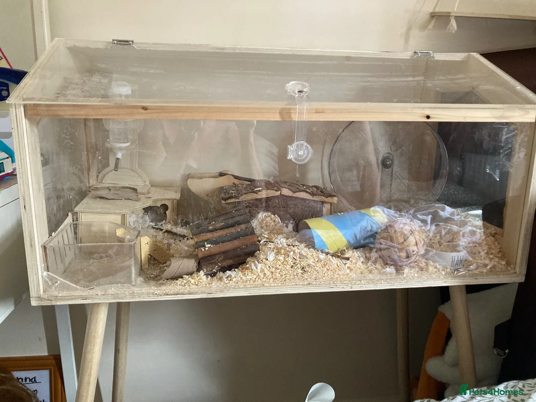 Hamster rodents for sale: Hamster and cage in Worcester - Advert 2