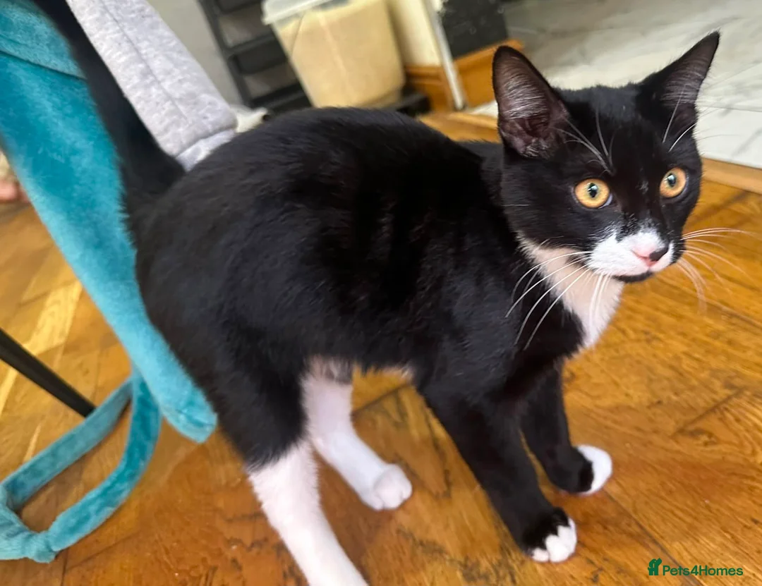 American Shorthair cats for sale: Female  in Manchester - Advert 9