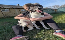 Mixed Breed dogs for adoption: Ferris for adoption - Advert 2