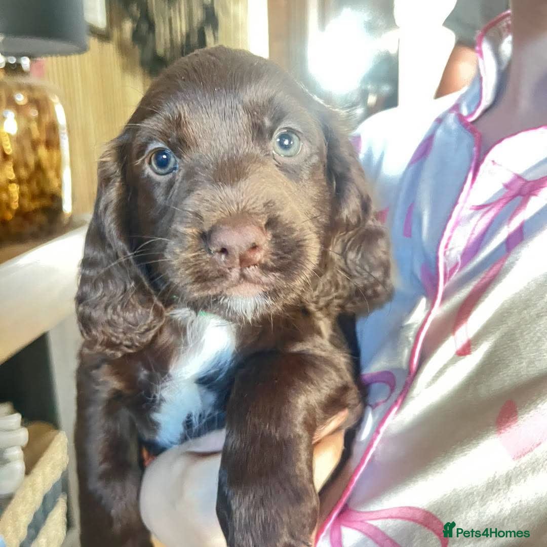 Sprocker dogs Sprokers ready to leave now - Advert 1