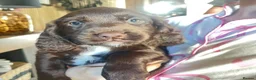 Sprocker dogs for sale: Sprokers ready to leave now - Advert 1