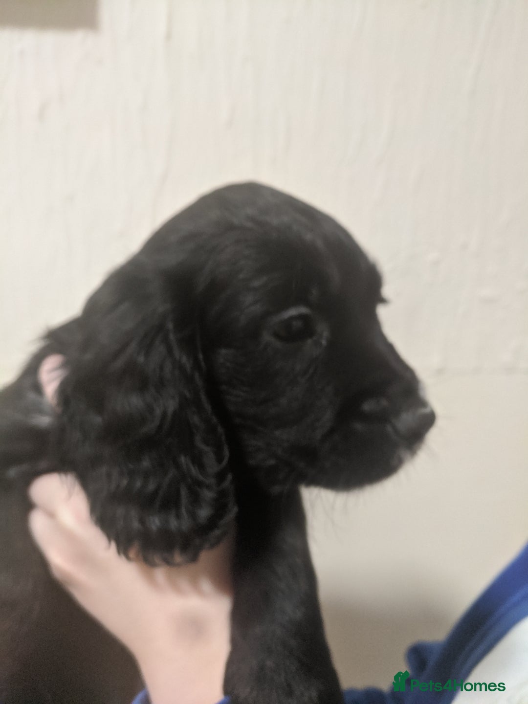 Cocker Spaniel dogs for sale: Only 3 beautiful kc working cocker spaniels left  - Advert 8