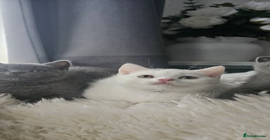 Scottish Fold cats - Advert 8