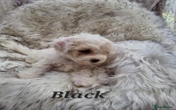 Zuchon dogs for sale: Bichon Frise puppy for sale  - Image 21