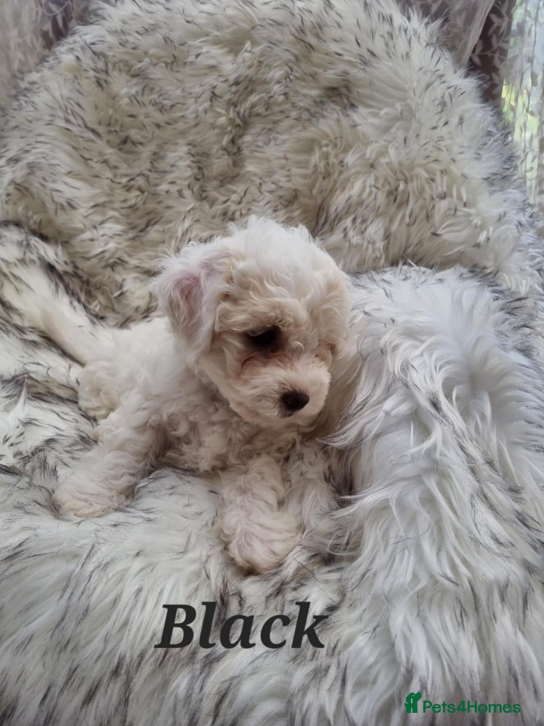 Zuchon dogs for sale: Bichon Frise puppy for sale  - Image 21