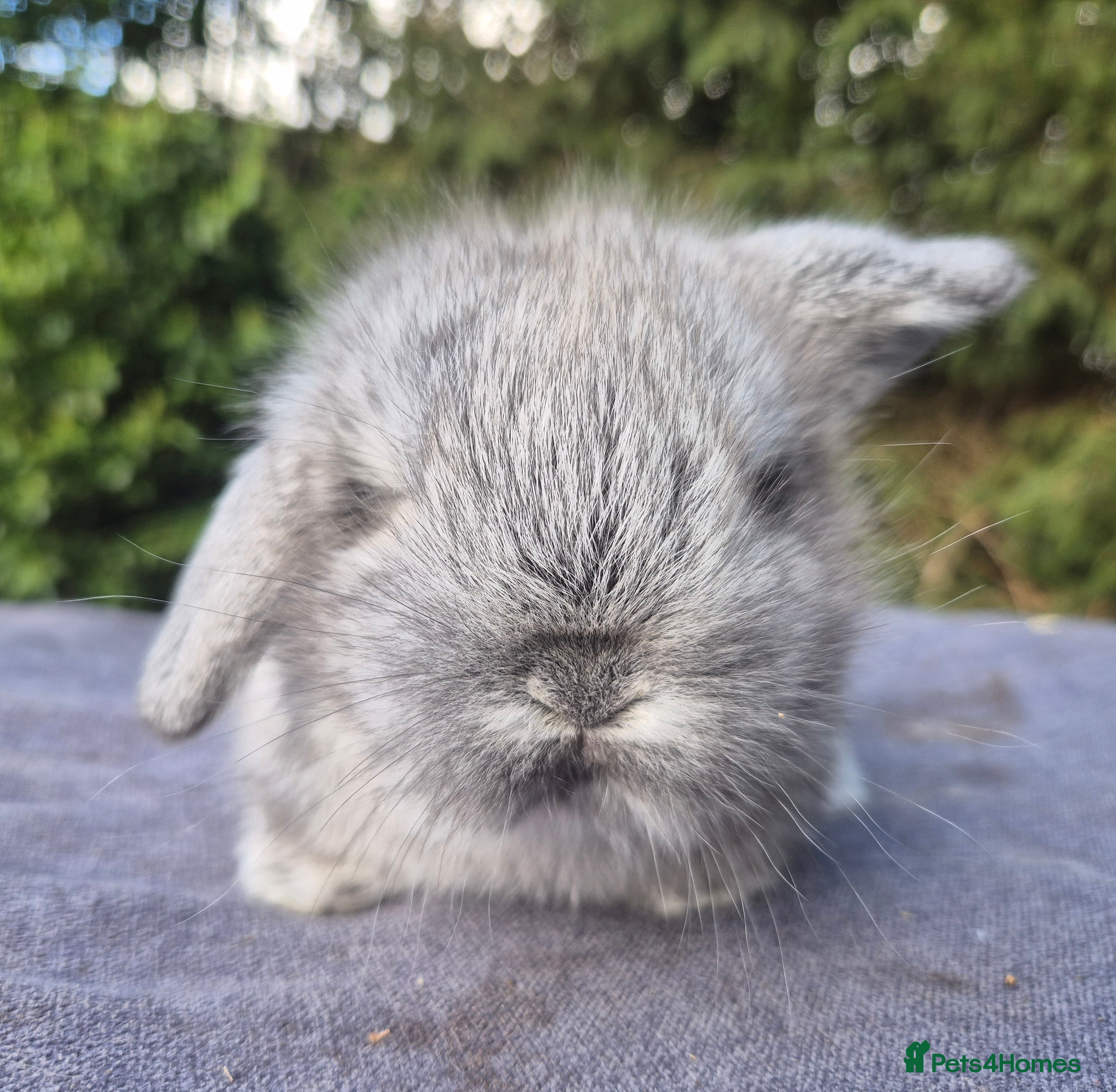 Mixed Breed rabbits 💙Teddywidder x mini lop boys available 💙 - Advert 1