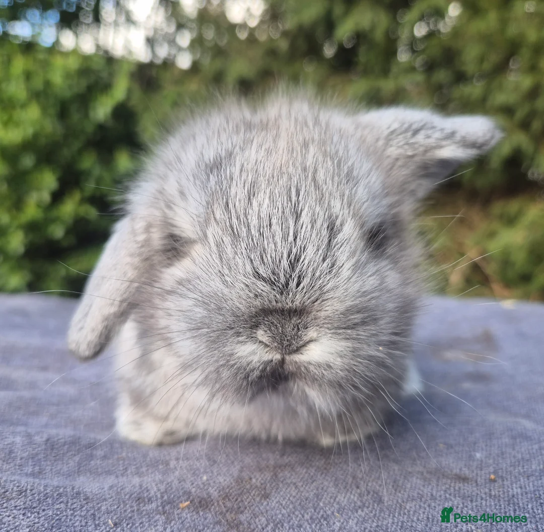 Mixed Breed rabbits for sale: 💞Teddywidder x mini lop babies 💙 - Advert 2
