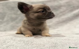 French Bulldog dogs for sale: Beautiful French bulldog puppies 💙💙🩷🩷 - Advert 8