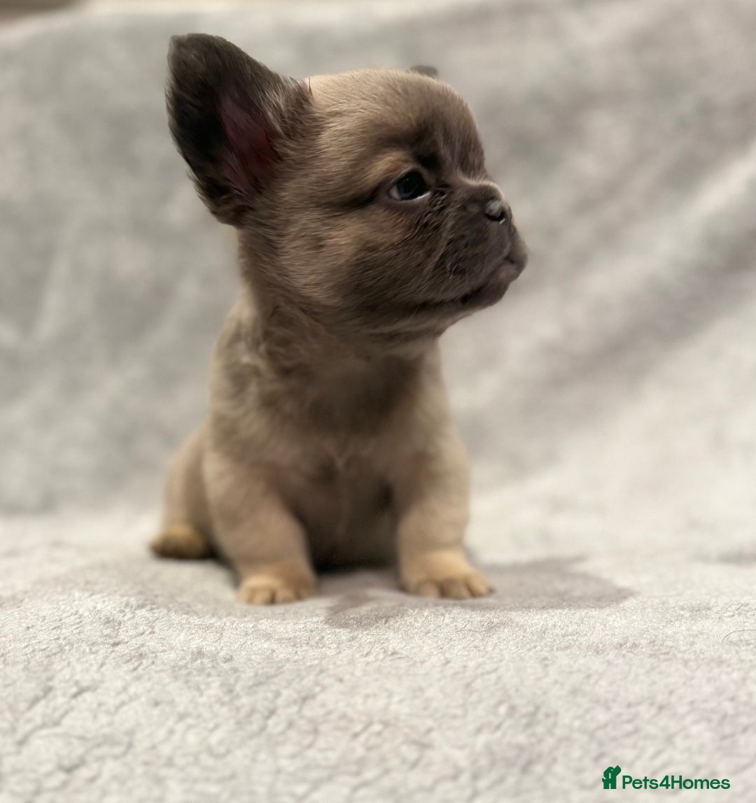 French Bulldog dogs for sale: Beautiful French bulldog puppies 💙💙🩷🩷 - Advert 8
