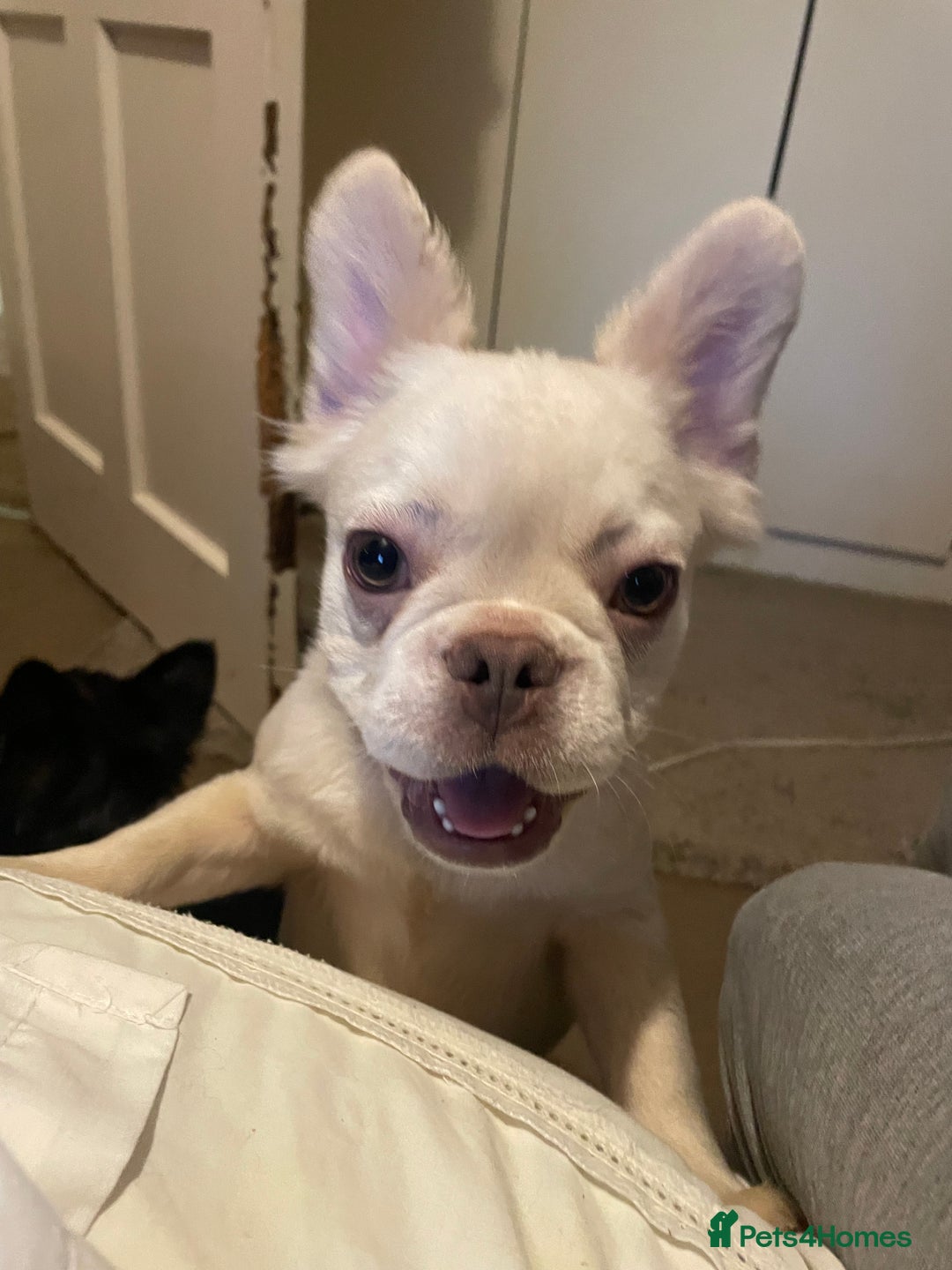 Gallery Image {{count}}