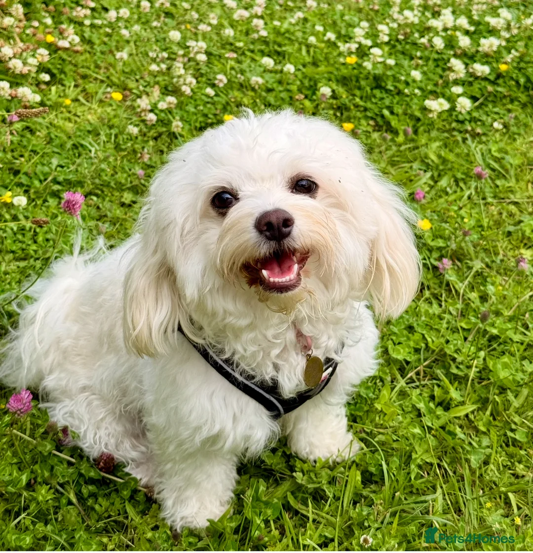 Maltese dogs for sale: Exceptional Purebred Maltese Puppies - Advert 7