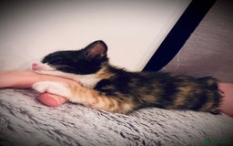 Mixed Breed cats for sale: Calico female  - Image 5