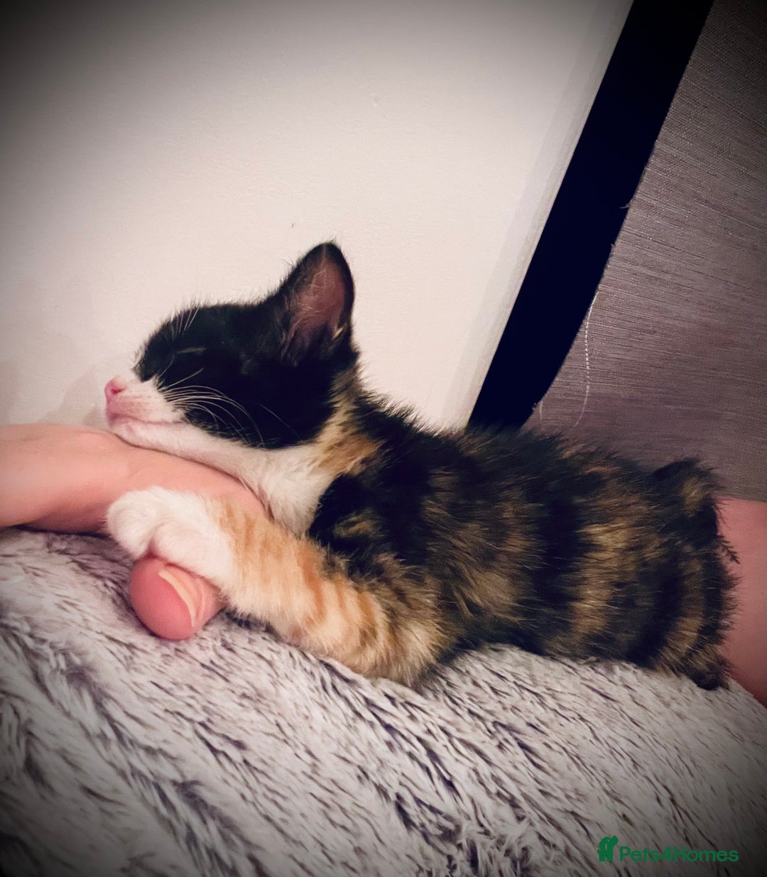 Mixed Breed cats for sale: Calico female  - Image 5