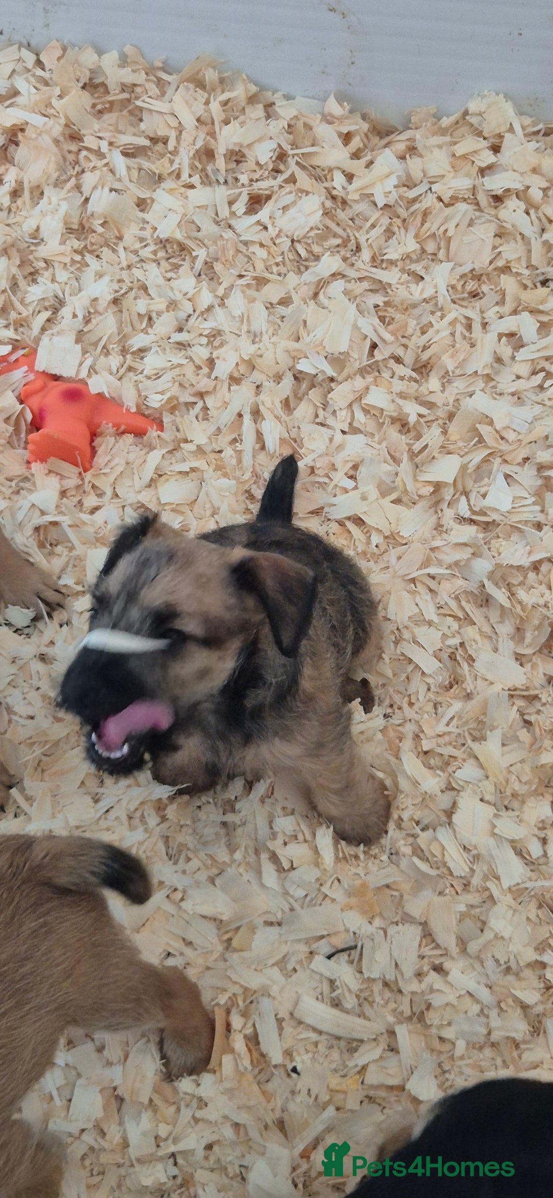 Patterdale Terrier dogs for sale: Patterdale x lakeland pups  - Image 8